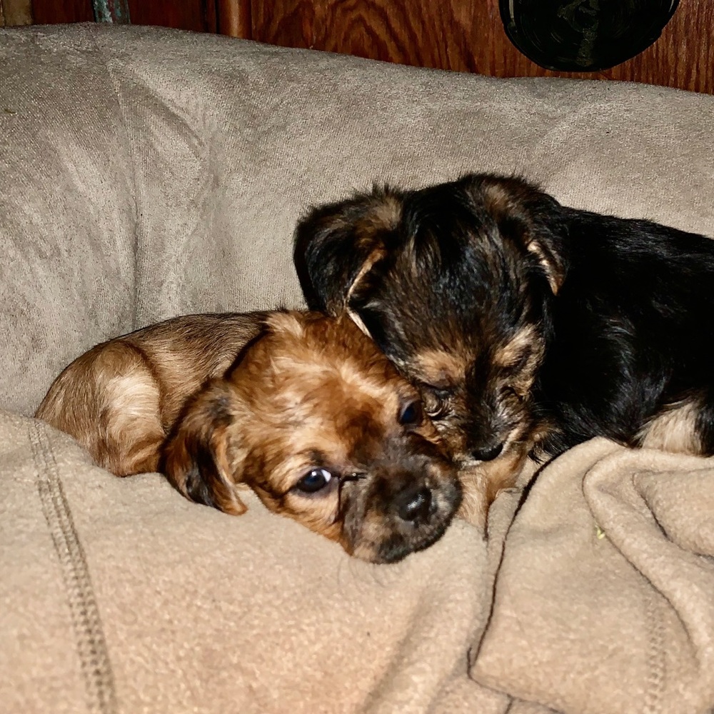 Meet your Posher, Luis